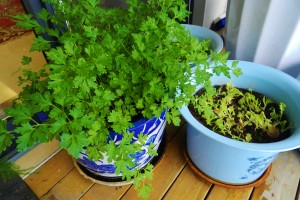 parsley pot